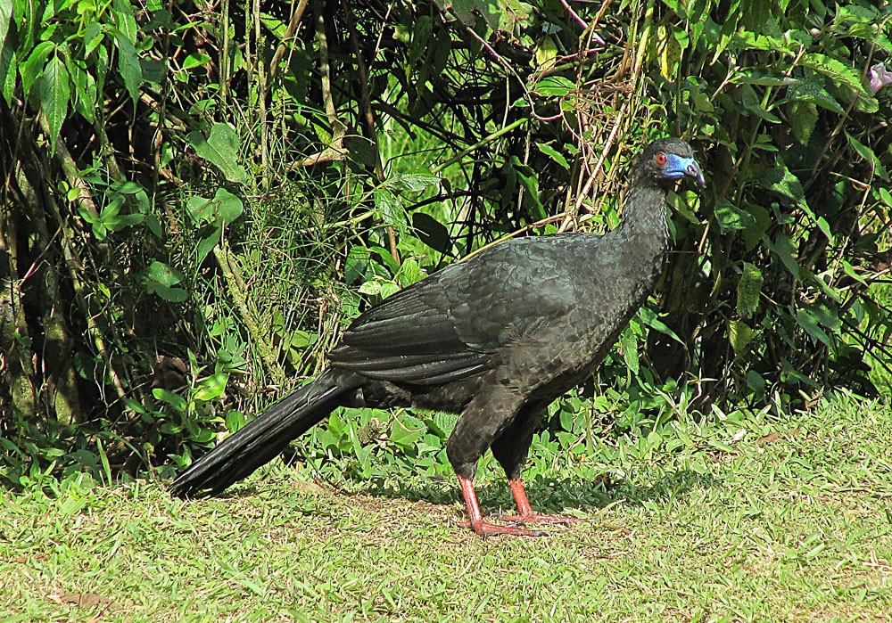 alimentacao do jacu-preto