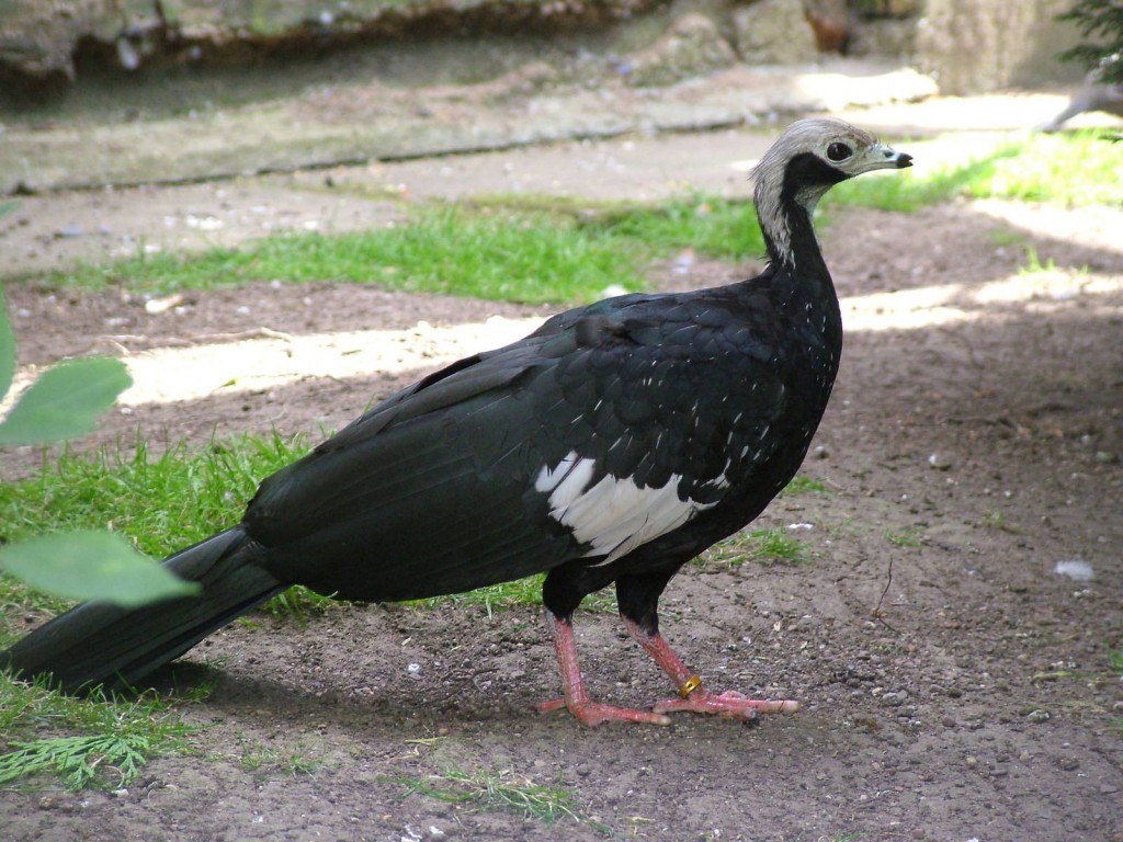 alimentacao do jacutinga-de-trinidad