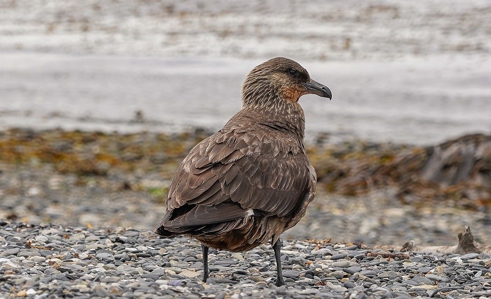 alimentacao do mandriao-antartico