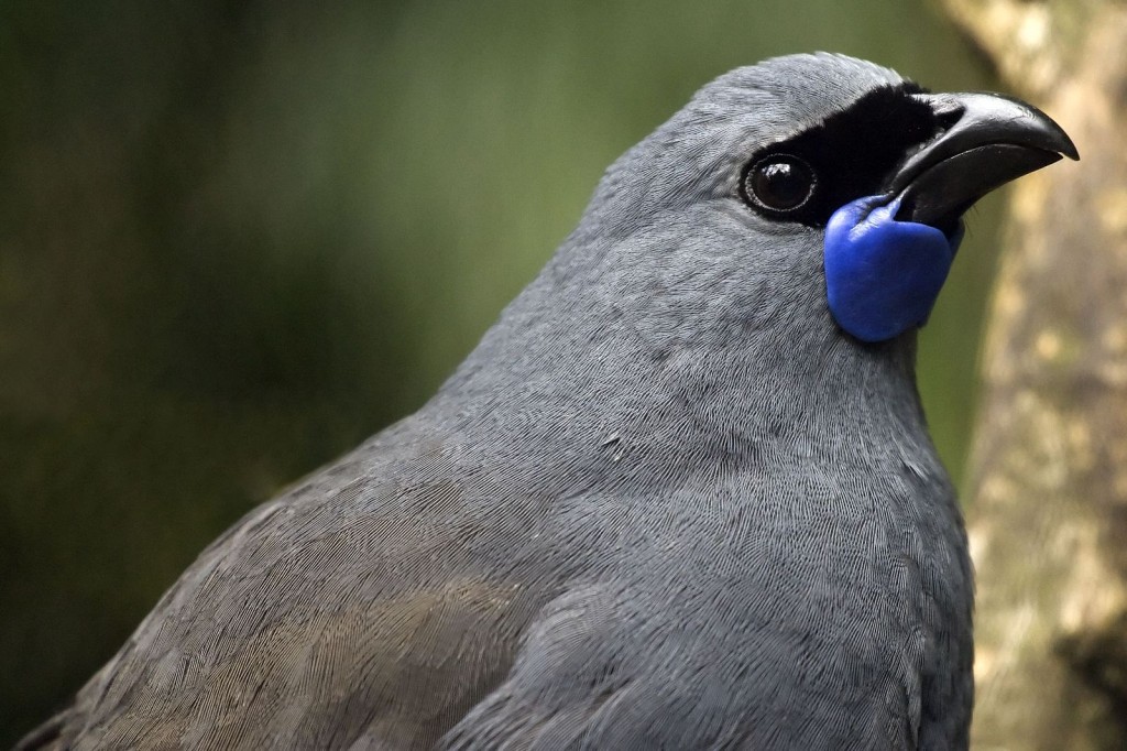 alimentacao do north island kokako