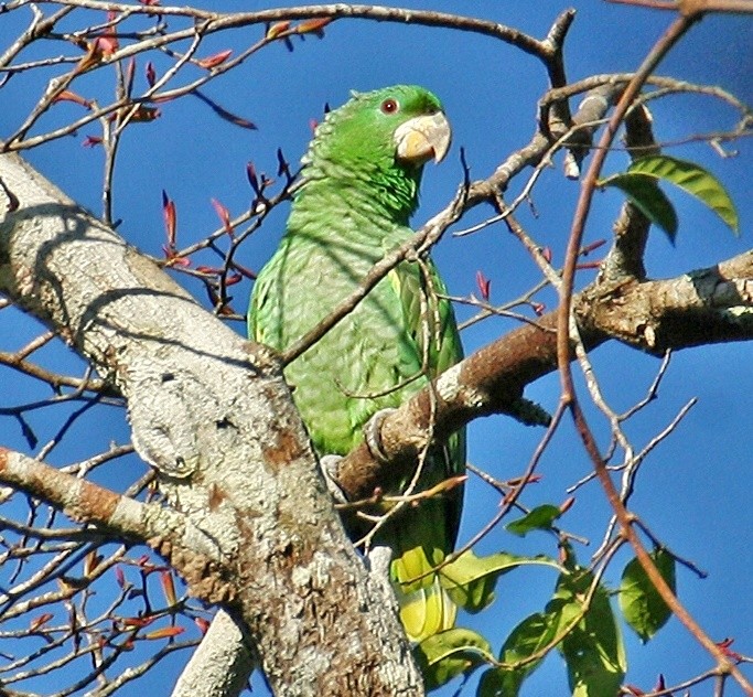 alimentacao do papagaio-dos-garbes