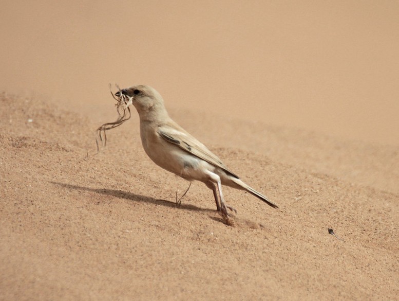 alimentacao do pardal-do-deserto