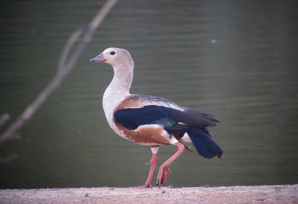 alimentacao do pato-corredor