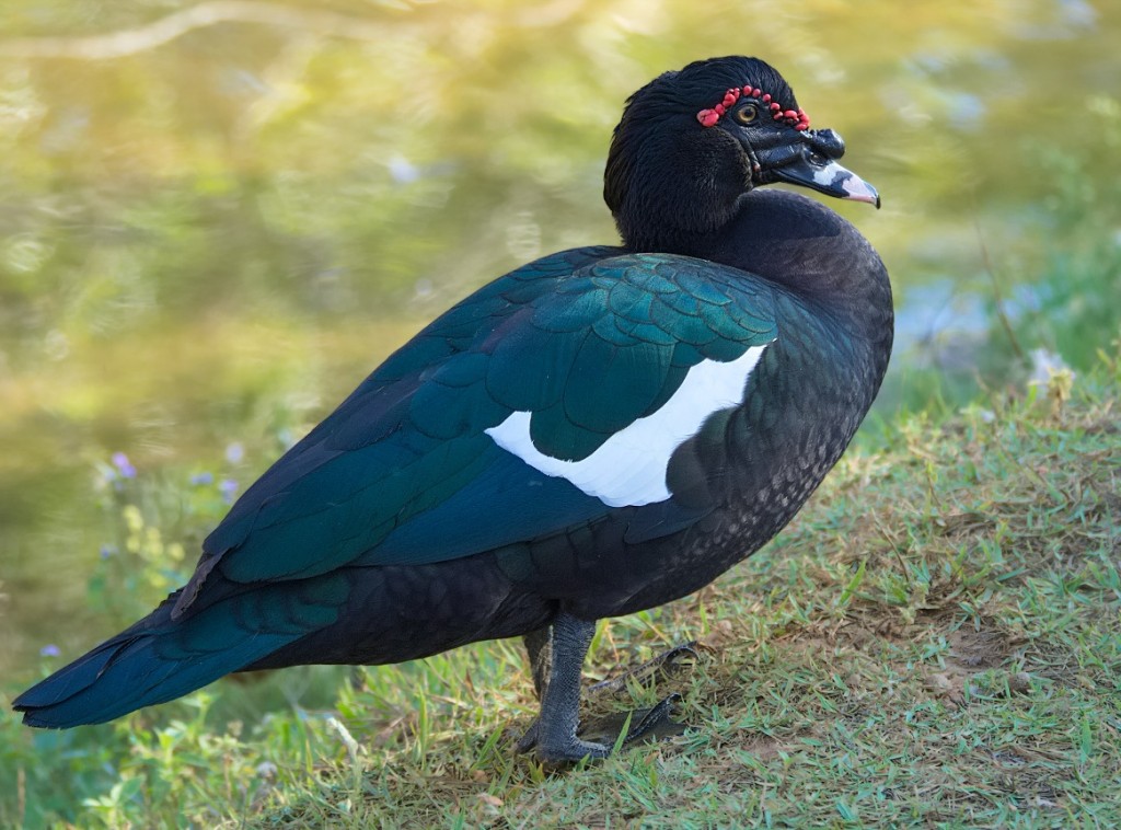 alimentacao do pato-do-mato