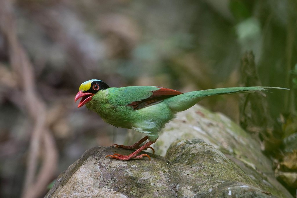 alimentacao do pega verde de borneu