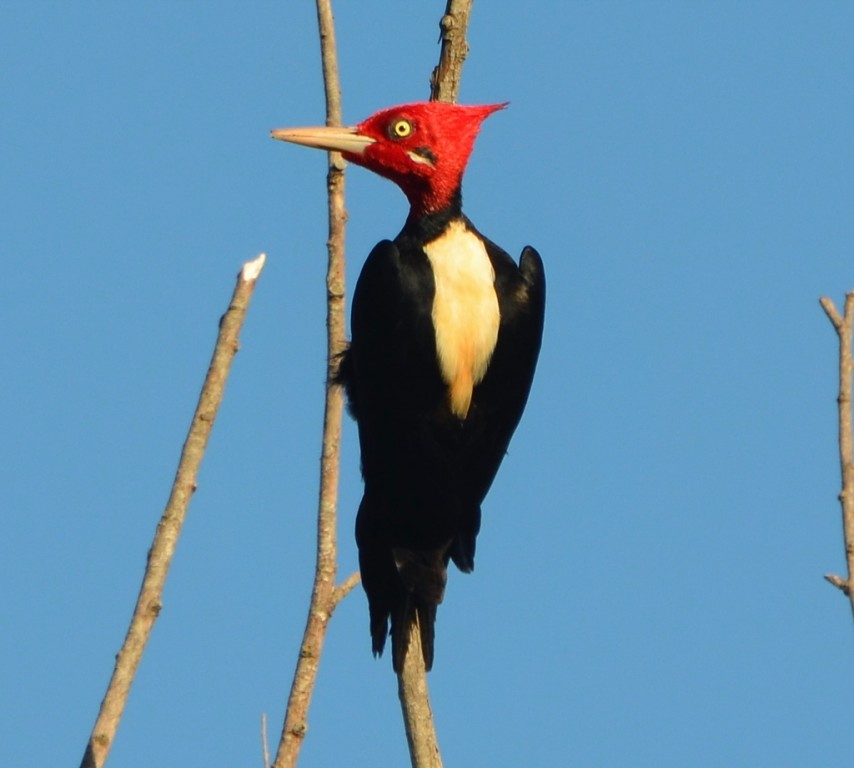 alimentacao do pica-pau-de-barriga-preta