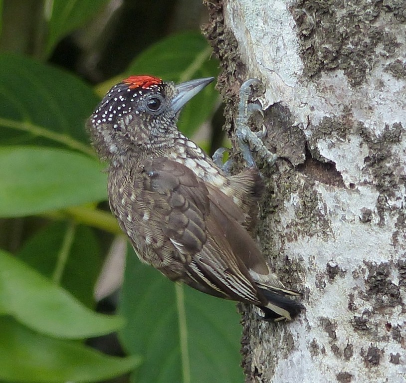 alimentacao do picapauzinho da varzea