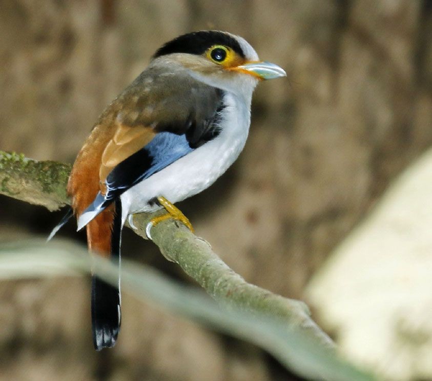 alimentacao do silver-breasted broadbill