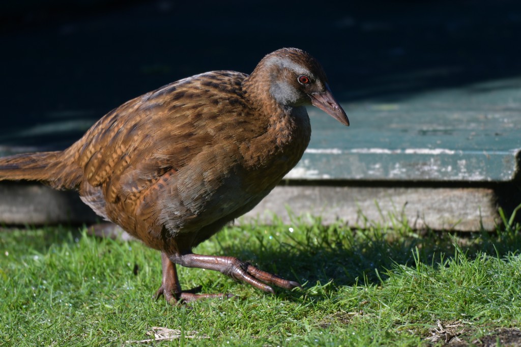 alimentacao do weka