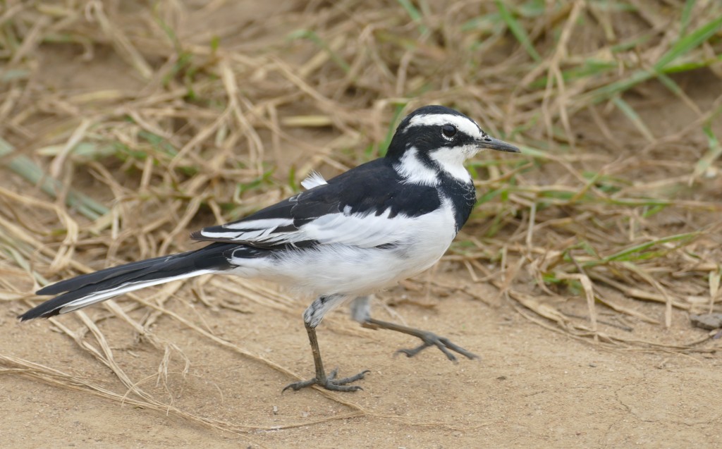 alveola africana