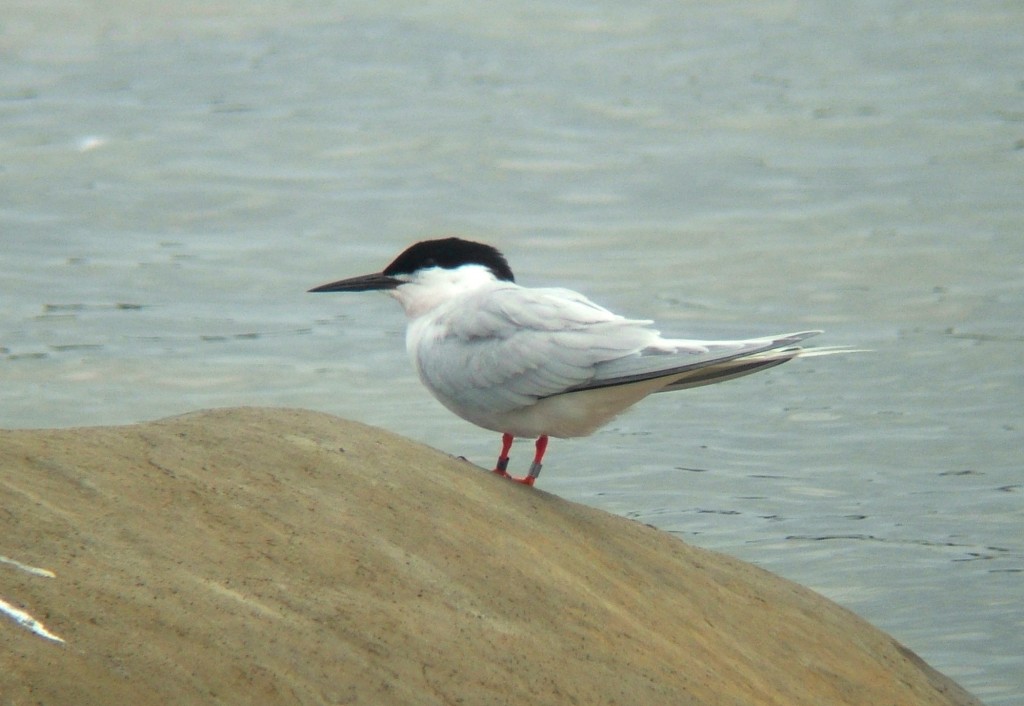 andorinha-do-mar-rosea