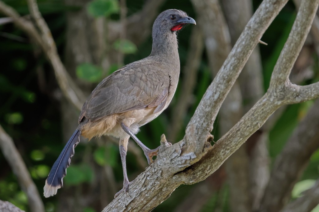 aracua-de-asas-azuis