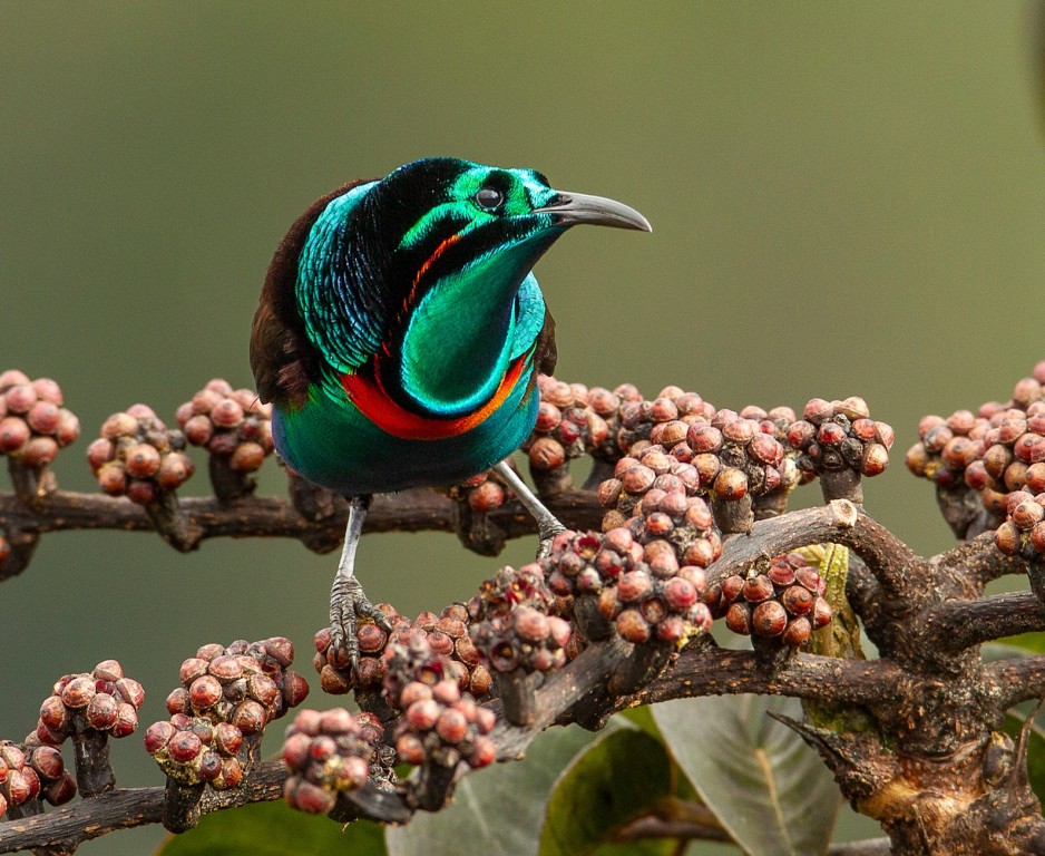 astrapia-esplendida