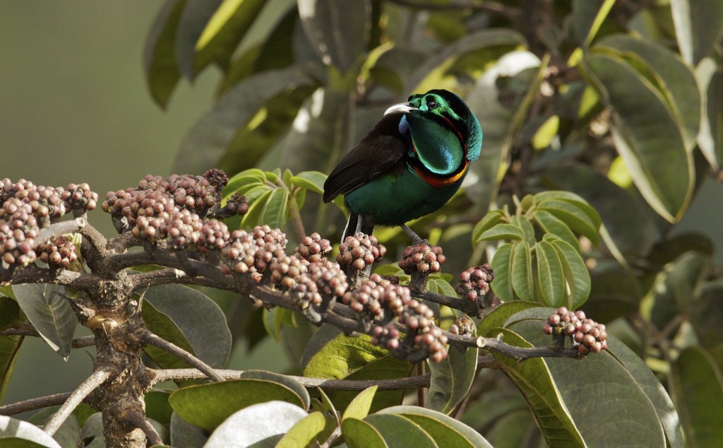 astrapia-esplendida