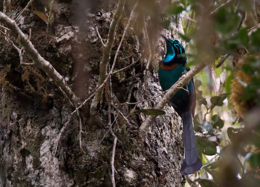 astrapia-esplendida