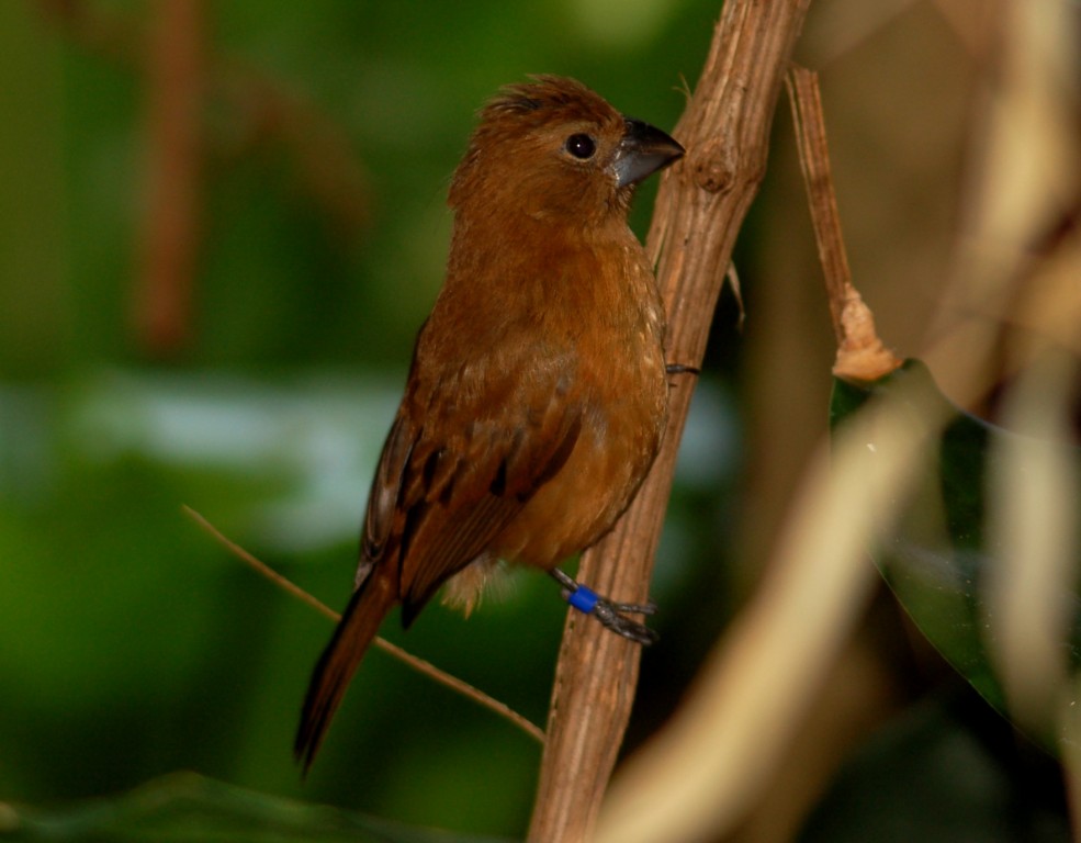 azulao-do-nordeste femea