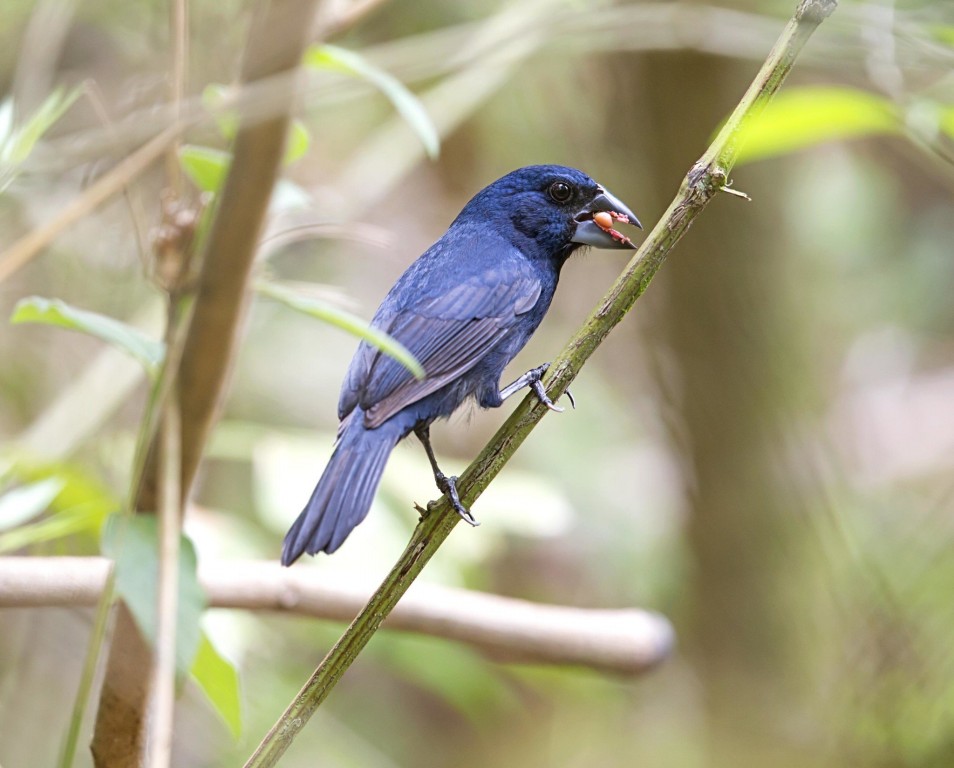 azulao-do-nordeste macho