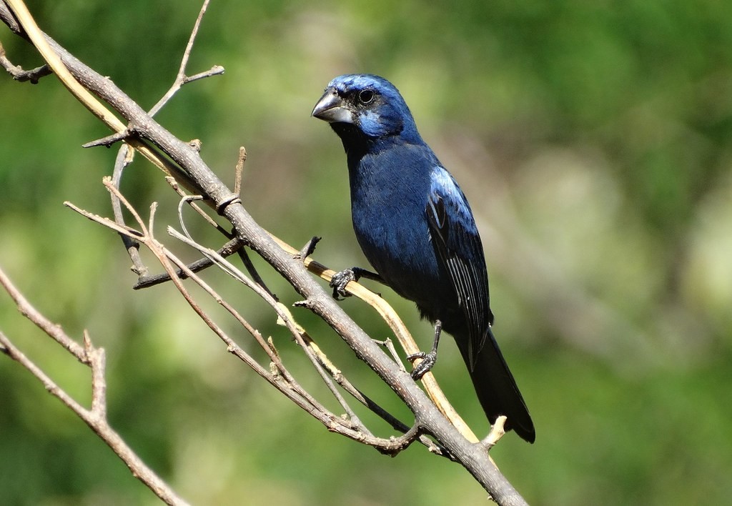 azulao-do-nordeste macho