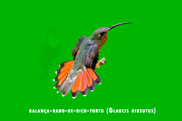 balanca-rabo-de-bico-torto (Glaucis hirsutus)