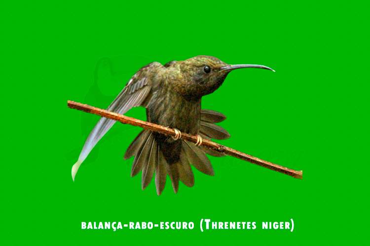 balanca-rabo-escuro (Threnetes niger)