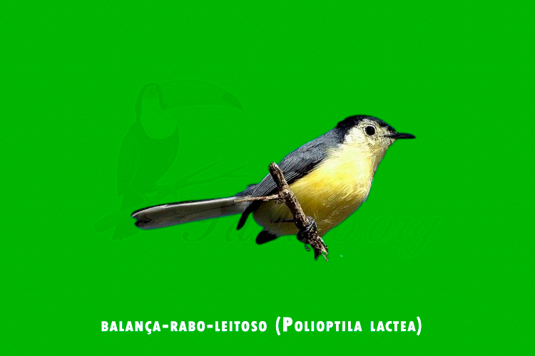 balanca-rabo-leitoso ( Polioptila lactea)