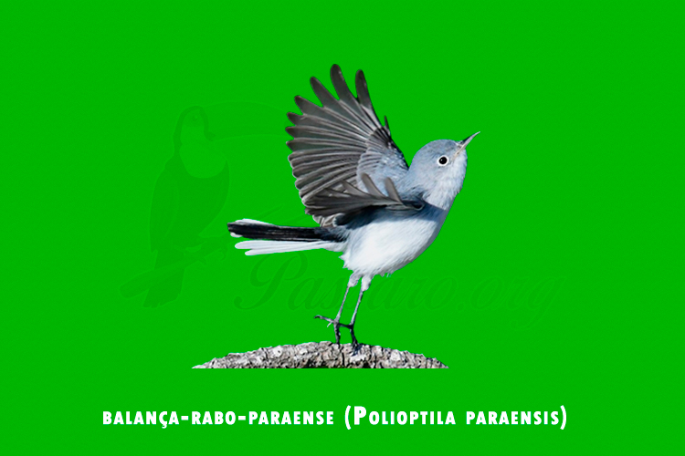 balanca-rabo-paraense (Polioptila paraensis)