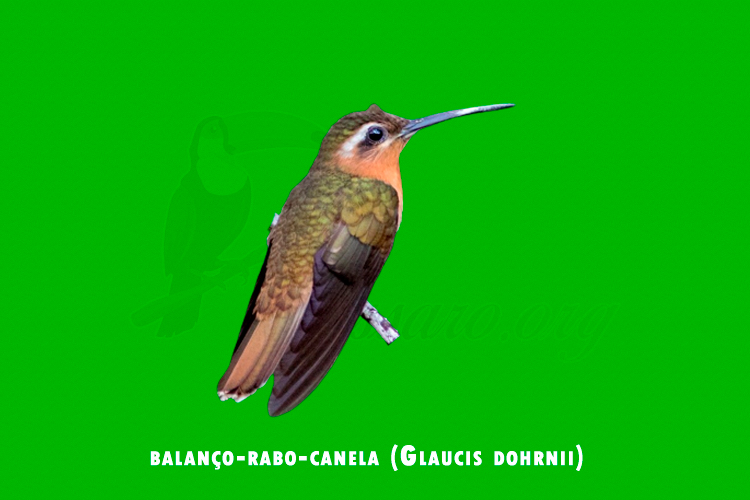 balanco-rabo-canela ( Glaucis dohrnii)