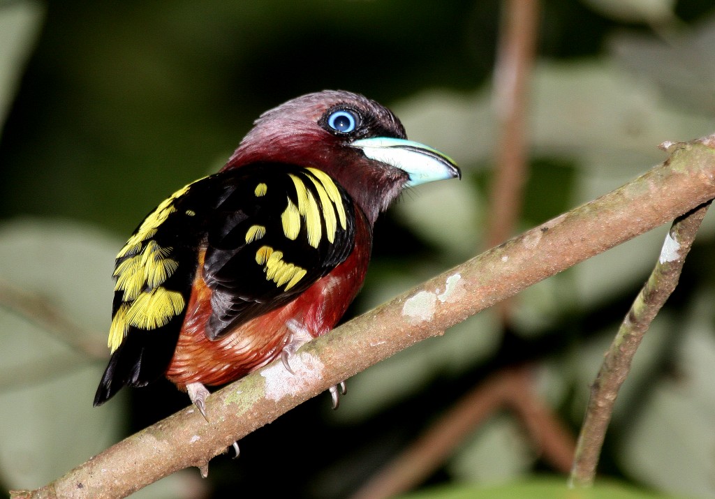 banded broadbill