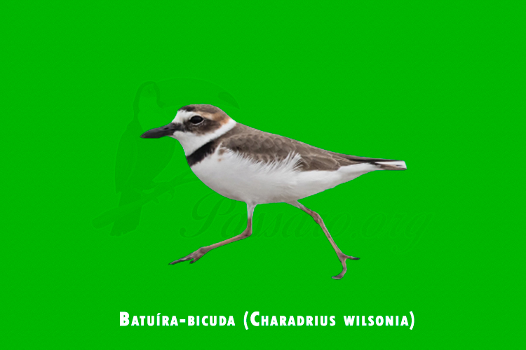 batuira-bicuda (charadrius wilsonia)