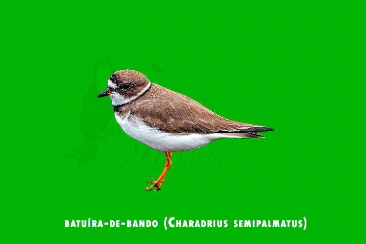 batuira-de-bando (charadrius semipalmatus)