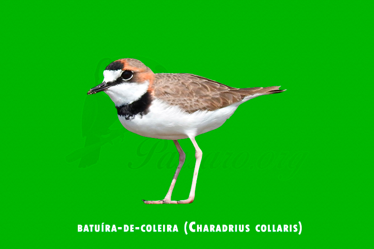 batuira-de-coleira (charadrius collaris)