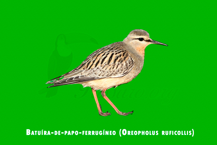 batuira-de-papo-ferrugíneo ( oreopholus ruficollis )
