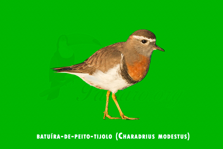 batuira-de-peito-tijolo (charadrius modestus )