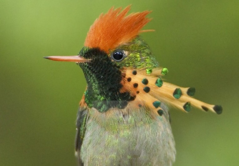 beija-flor-de-leque-canela