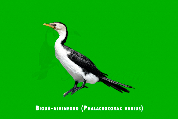 bigua-alvinegro (phalacrocorax varius)