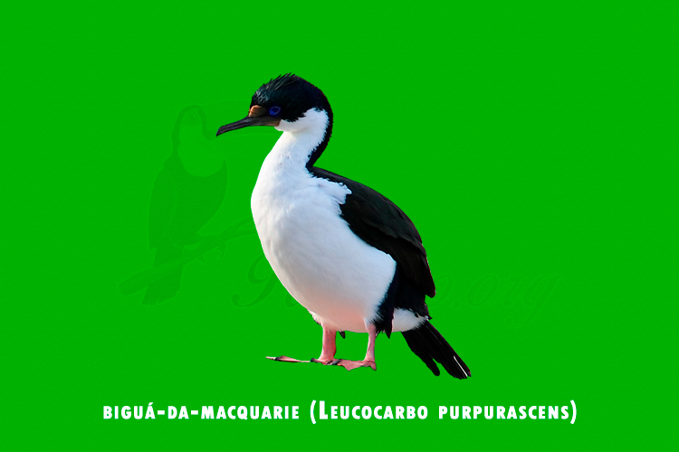 bigua-da-macquarie (leucocarbo purpurascens)