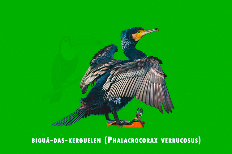 bigua-das-kerguelen (phalacrocorax verrucosus)