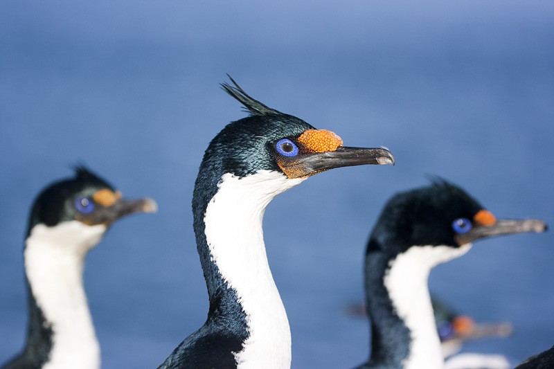 bigua-das-kerguelen