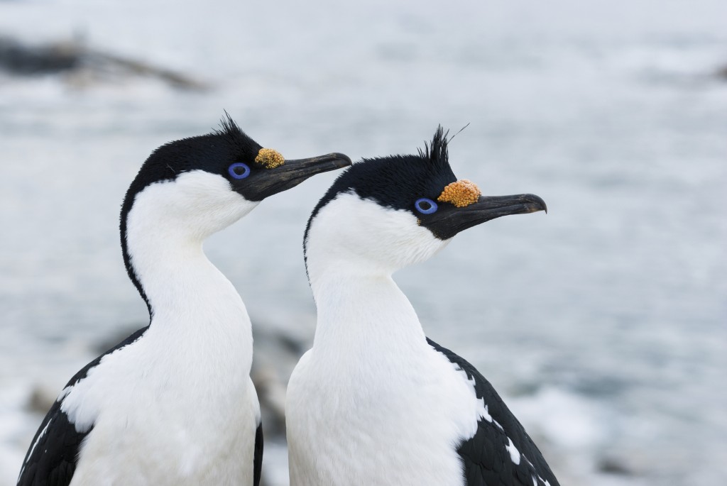 bigua-das-shetland