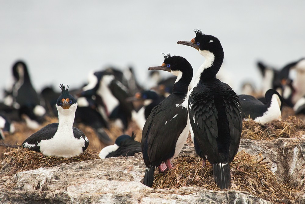 bigua-das-shetland