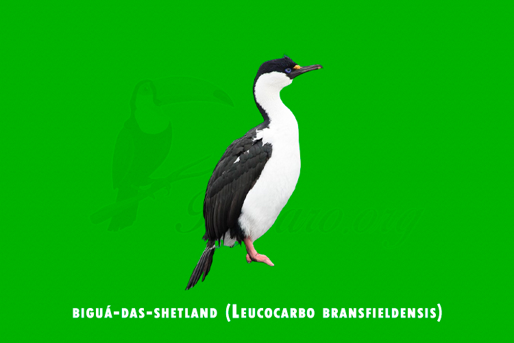 bigua-das-shetland (leucocarbo bransfieldensis)