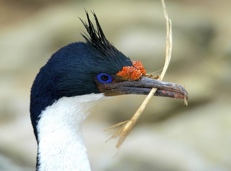 bigua-das-shetland