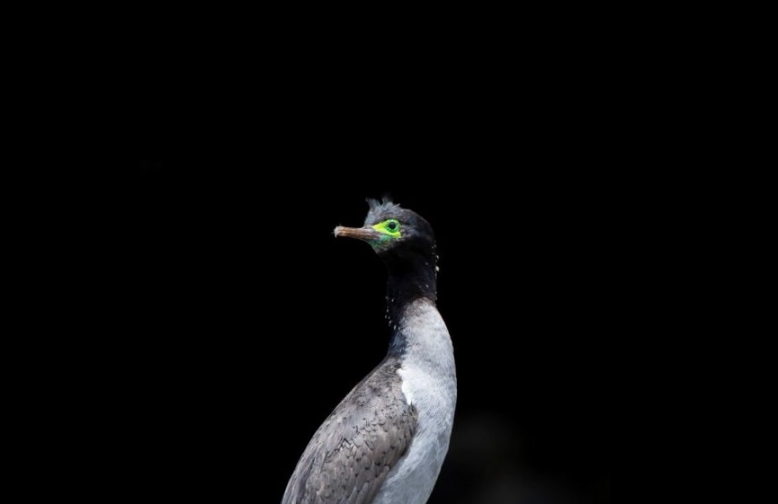 bigua-de-cara-verde