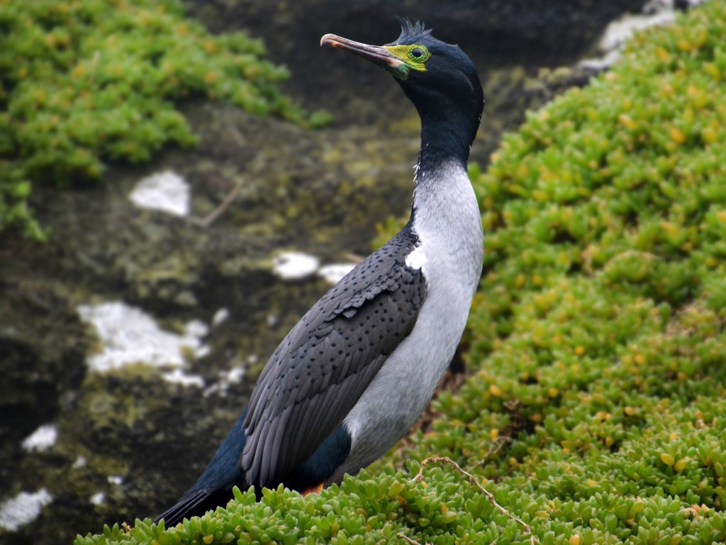 bigua-de-cara-verde