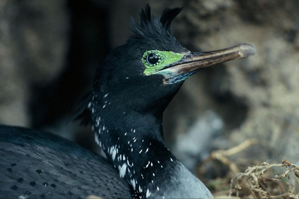 bigua-de-cara-verde