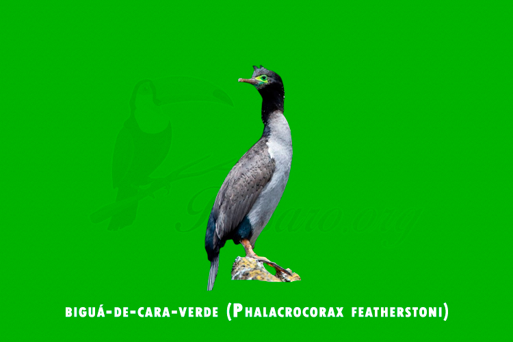bigua-de-cara-verde ( phalacrocorax featherstoni)