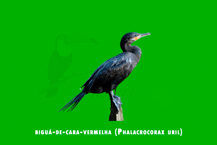 bigua-de-cara-vermelha (phalacrocorax uril)