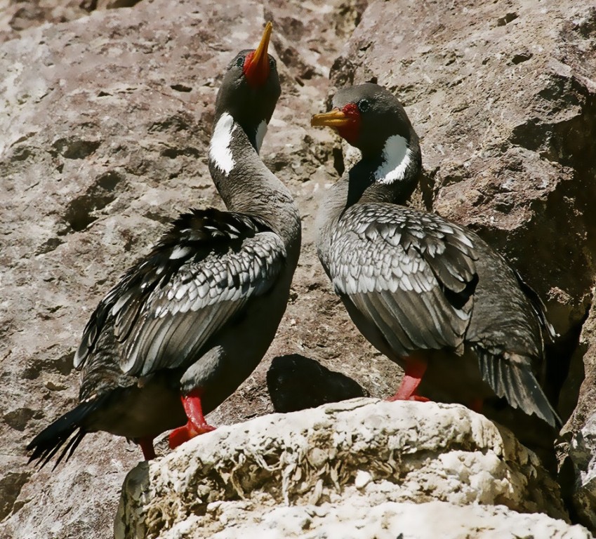 bigua-de-pernas-vermelha