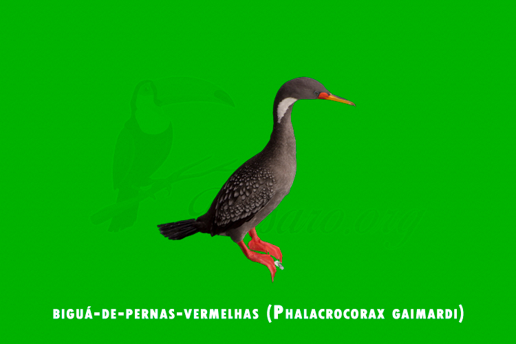 bigua-de-pernas-vermelhas ( phalacrocorax gaimardi)