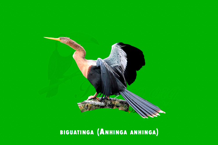 biguatinga (anhinga anhinga)